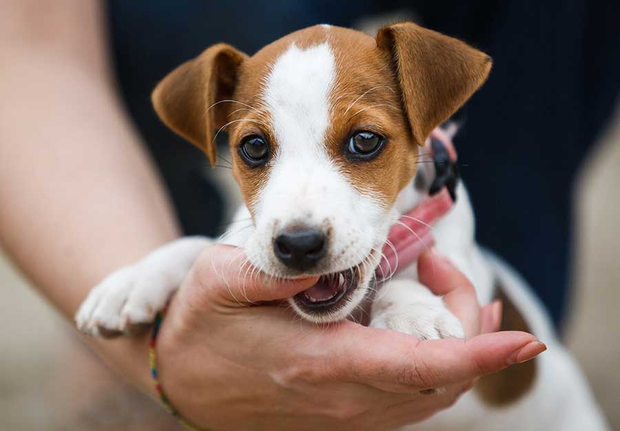 Puppy Teething Guide 5 Tips to Survive the Teething Stage